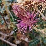 Ptilostemon hispanicus Flower