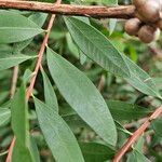Melaleuca rugulosa Leaf