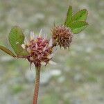 Trifolium glomeratum 果實