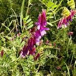 Vicia eriocarpa Natur