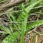 Aloe amudatensis Blad