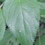 Acalypha communis Feuille