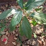 Ficus hispida Folha