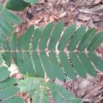 Cnestis corniculata Leaf