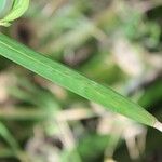 Bambusa vulgaris Лист