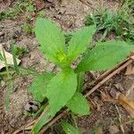 Lobelia inflata Leaf