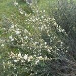 Cytisus multiflorusFleur