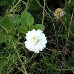 Chamaemelum nobile Fleur