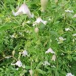 Clematis campaniflora Hoja