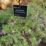 Erysimum arbuscula Агульны выгляд