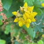 Lotus pedunculatus Flor