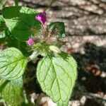 Clinopodium vulgare Folla