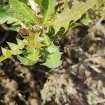 Sonchus pinnatifidus Folio