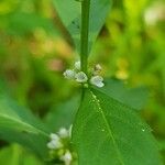 Lycopus uniflorus Flower