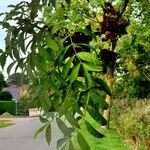 Fraxinus pennsylvanica Leaf