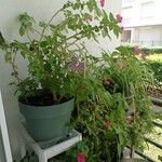 Impatiens wallerianaBlad