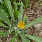 Calendula arvensisFlor