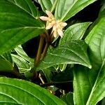 Medinilla venosa Квітка