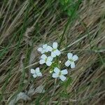 Arabidopsis halleri Blüte