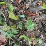 Potentilla simplex Leaf