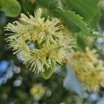 Tilia cordataFlower