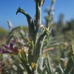 Parolinia intermedia ফুল