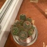 Mammillaria backebergiana Frunză