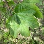 Acer pseudoplatanus Ліст