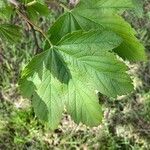 Acer pseudoplatanusLehti