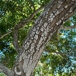 Handroanthus heptaphyllus Casca