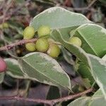 Ficus retusa Fruit