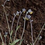 Myosotis balbisiana Hábito