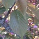 Prunus serrulata Leaf
