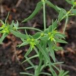 Euphorbia exiguaFlower