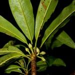 Manilkara chicle Fruto
