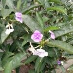 Brunfelsia paucifloraLeaf