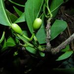 Ximenia americana Fruit