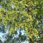 Metasequoia glyptostroboidesList