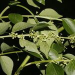 Phyllanthus acuminatus Květ