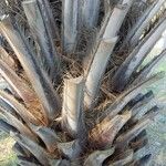 Butia capitata बार्क (छाल)