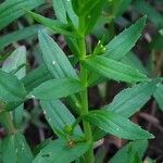 Gratiola officinalis Blatt