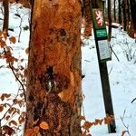 Fagus grandifolia Habitatea