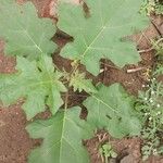 Solanum capsicoides List