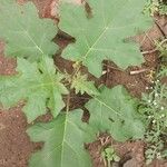 Solanum capsicoides Levél