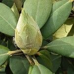 Rhododendron yakushimanum Flower