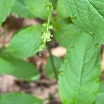 Mercurialis perennis Flor