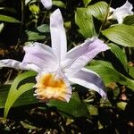 Sobralia macranthaFlower