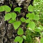 Betula davurica Leaf