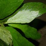 Urera simplex Leaf