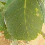 Calotropis procera Leaf